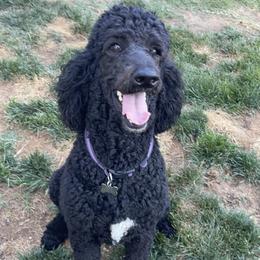 Gracie - Poodle