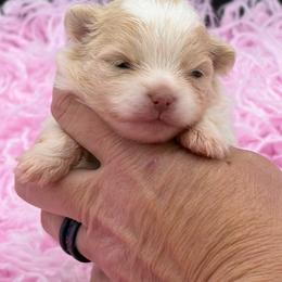 Lychee - Cream parti female Pomeranian puppy in Franklin, North Carolina from A&J Cutie Pawtooties