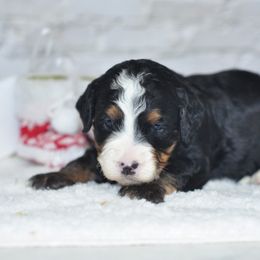 Mittens - Tri-color female Bernedoodle puppy in Moulton, Iowa from Shondel Puppy Paws