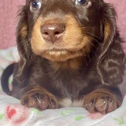 Dachshund Puppies from Dan River Dachshunds