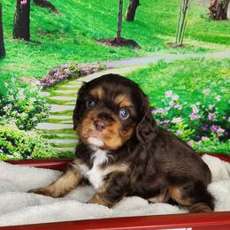 Buddy - Chocolate male Cavalier King Charles Spaniel puppy in Marshfield, Missouri from Clearview Kennels