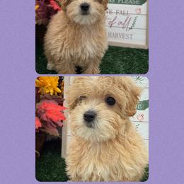 Bo Peep - Apricot female Maltipoo puppy in Wayland, New York from Loris Pampered Pooches💕