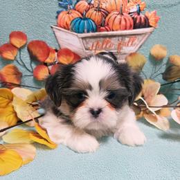 Blue tri (dobi) - Tricolor male Shih Tzu puppy in Vinita, Oklahoma from Locust Creek Shih Tzu & Havanese