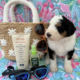 Rome - Tri-color male Bernedoodle puppy in Katy, Texas from Tails of Cypress