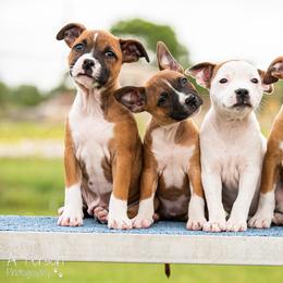 Staffordshire Bull Terrier Puppies from Vivace Staffords