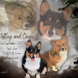 Pembroke Welsh Corgi puppies from Sunshine Corgies