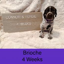 Brioche (purple) - Liver roan female German Shorthaired Pointer puppy in Marshfield, Missouri from Suma Kennels