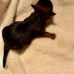 Girl 1 - female Havanese puppy in Running Springs, California from Shadycove K9