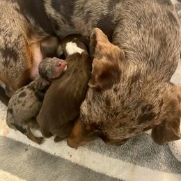 Dachshund Puppies from Pretty Painted Mini Doxies