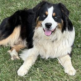 Rooster - Australian Shepherd