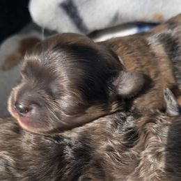 Mercedes - Brindle female Shihpoo puppy in Rural Retreat, Virginia from Kopydlowski's Shihpoo and Shichon pups