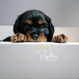 Cavalier King Charles Spaniel Puppies from Royalton Cavaliers
