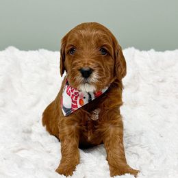 Margo Chester - Red  female Goldendoodle puppy in Springfield, Ohio from D&D Doodles