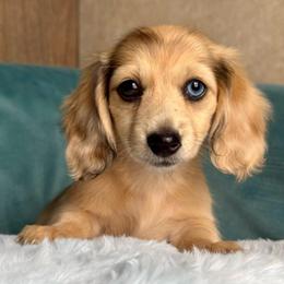 Marth AKC 6500 - Dapple female Dachshund puppy in Krum, Texas from Tired Chef Dachshunds