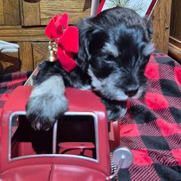 Schroeder - Black and silver male Miniature Schnauzer puppy in Fountain City, Indiana from Bearded Dynasty Schnauzers