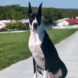 Suri - Great Dane