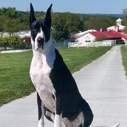 Suri - Great Dane