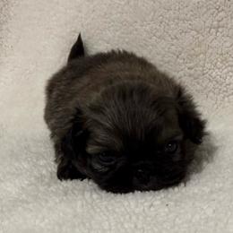 Almond - Fawn male Pekingese puppy in Clinton, Tennessee from Gracelands Pekingese