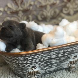 French Bulldog and Newfoundland Puppies from Haywire Frenchies & Newfoundland’s