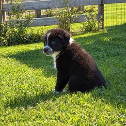 Boomer - Black & white male Australian Shepherd puppy in Cambridge, Ohio from Solis Performance Horses & Australian Shepherds