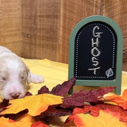 Ghost - Apricot male Aussiedoodle puppy in Lavonia, Georgia from H & A Kennels