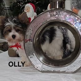 Olly - Black tan and white male Biewer Terrier puppy in Modesto, California from Granny's yorkshire Terrier Modesto California
