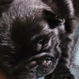 Pugs from Palatial Pugs LLC