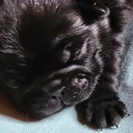 Pugs from Palatial Pugs LLC