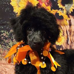 Opal - Black Poodle puppy in Lawton, Oklahoma from Symphony Miniature Poodles
