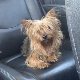 Baby - Yorkshire Terrier