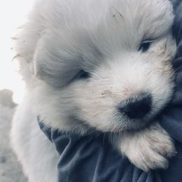 Samoyed Puppies from Morning Star Samoyeds