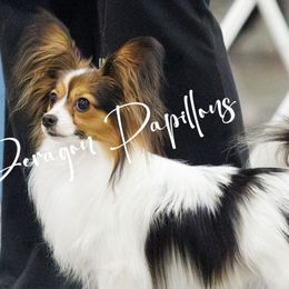 Papillons from Deragon Papillons