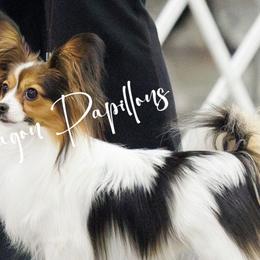 Papillons from Deragon Papillons