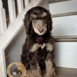 Snickers - Phantom male Poodle puppy in Murrieta, California from Apricot Poodles & Goldendoodles, LLC