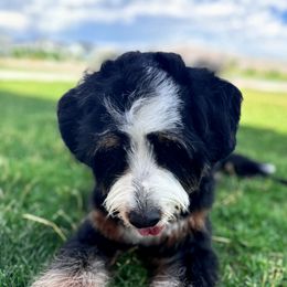 Bernedoodle, Goldendoodle, Poodle, and Sheepadoodle All Grown Up from Dapper Doodles