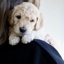 Heavenly - Cream female Double Doodle puppy in Peoria, Arizona from Sonoran Doodles