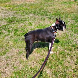 Syn - Boston Terrier