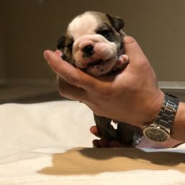 English Bulldog Puppies from Ruza's Bulldogs