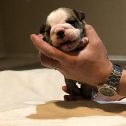 English Bulldog Puppies from Ruza's Bulldogs