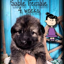 Violet - Sable female German Shepherd puppy in Sequim, Washington from German Shepherd Haus