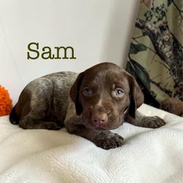 Sam - Liver roan male German Shorthaired Pointer puppy in Polk City, Florida from Yates’ GSP