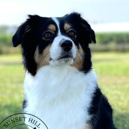 Maggie - Miniature Australian Shepherd