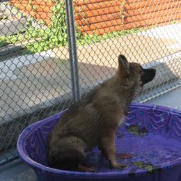 Shiloh Shepherd Puppies from Solace Shilohs