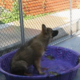 Shiloh Shepherd Puppies from Solace Shilohs