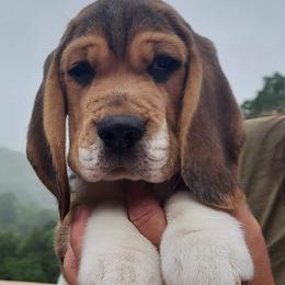 Beagle Puppies from Long Creek Beagles