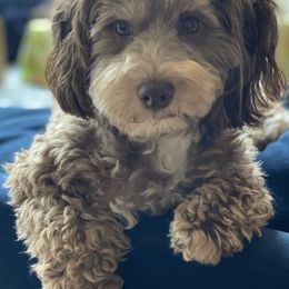 Havanese and Havapoos from Happy Havanese and Havapoo