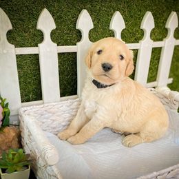 Goldendoodle Puppies from Peachy Doodles