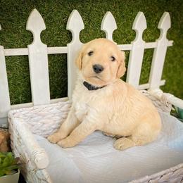 Goldendoodle Puppies from Peachy Doodles