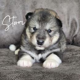 Storm - Agouti and white female Alaskan Malamute puppy in Brookwood, Alabama from Sunset Malamutes