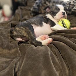 Boston Terrier Puppies from Christina's Boston Terriers